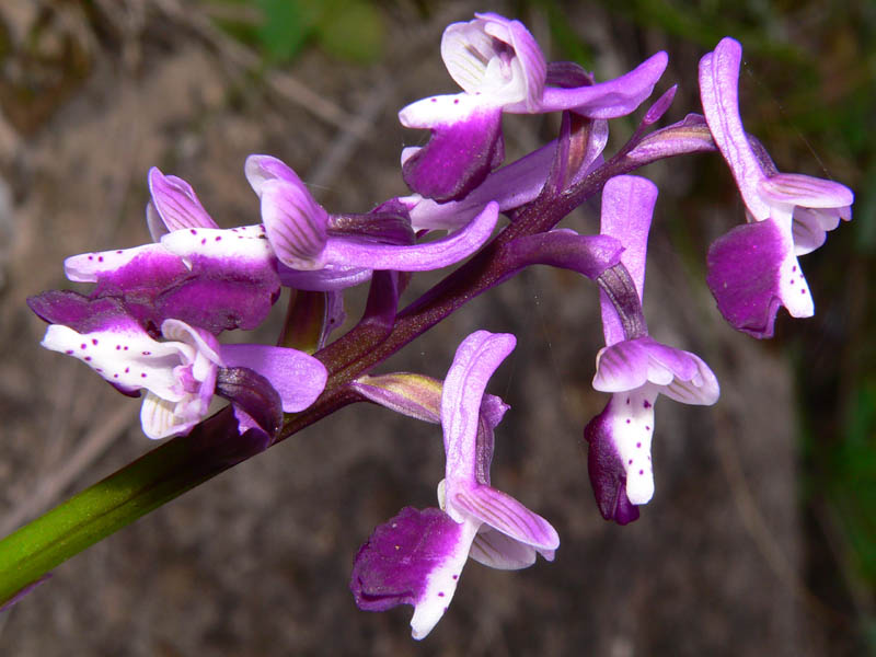 Primavera e orchidee palermitane